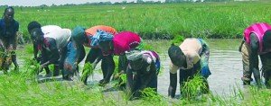 Programme de Production Agricole en Afrique de l’Ouest au Mali : 3 milliards de francs Cfa sont nécessaires pour la 2ème phase de 5 ans