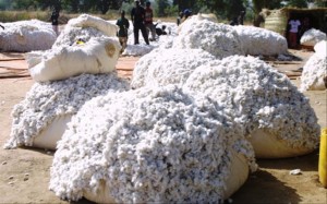 Le Mali veut produire 600 000 tonnes de coton au cours de la campagne 2014-2015