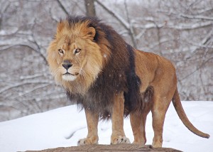 Ce lion sait se faire respecter