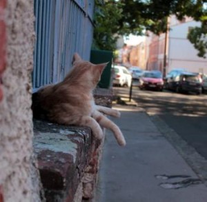 Marseille. Filmé en train de torturer un chat, il est traqué sur Facebook puis interpellé