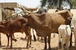 Sénégal: mise en place d’un livret de l’éleveur contre le vol de bétail