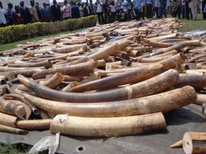 Face au massacre des éléphants, les destructions d’ivoire se multiplient