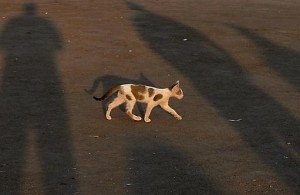 L’homme arrêté après des vidéos de “lancers de chat” écroué et jugé lundi