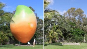 Vol d’une mangue de sept tonnes