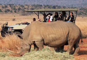 Des rhinocéros sud-africains transférés au Botswana pour fuir le braconnage