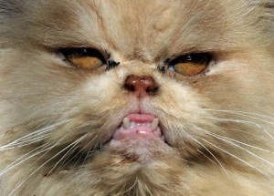 chat persan attaque bebe otage famille