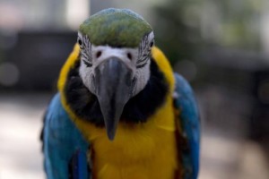pigeon perroquet