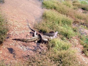 travis corlis serpent avalant crocodile lac