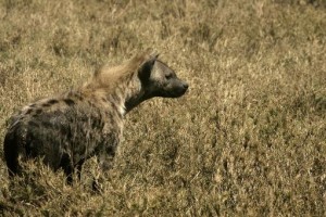 hyene animal sauvage parc national serengeti
