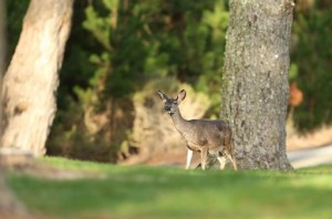 Pourchassé par la police, un chevreuil se réfugie chez les gendarmes