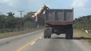 animal domestique cochon echappe camion emmenait abattoir