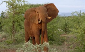 animal sauvage elephants mange arbre foret brousse
