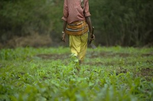 Programme de productivité agricole en Afrique : La 2ème phase est lancée