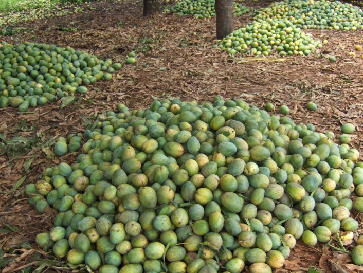 Filière mangue manguier fruits champs verge