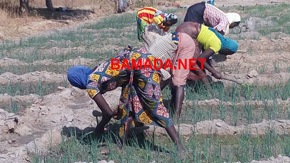 laboureur opib baguineda paysan campagne agricole office niger champ