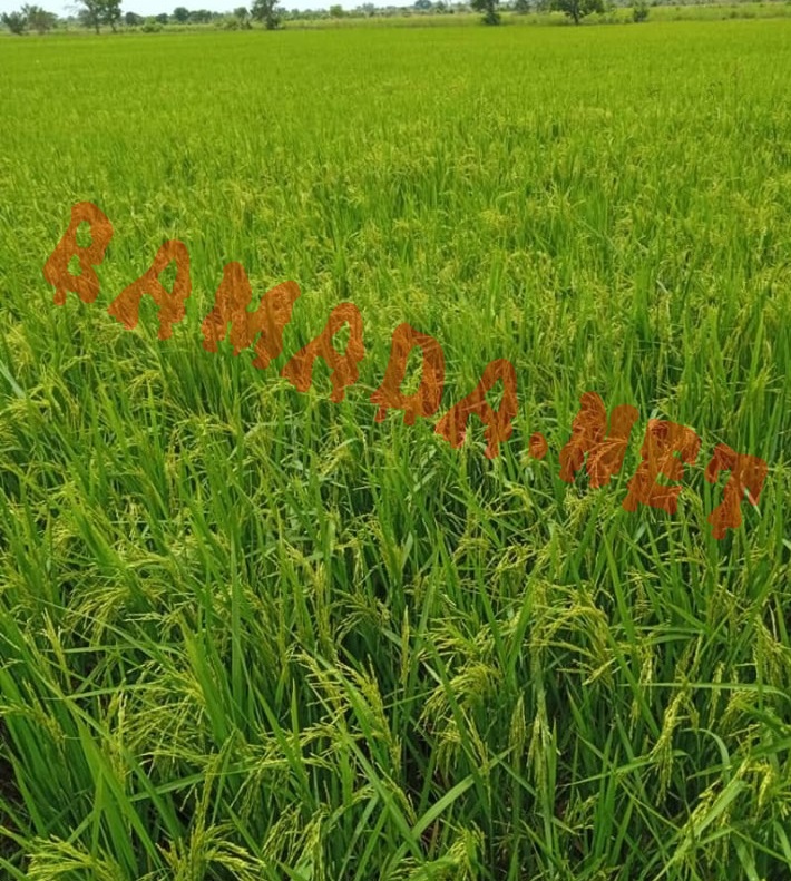 no image posts